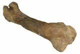 Fossil Hadrosaur (Kritosaurus) Femur - Aguja Formation, Texas #113101-6